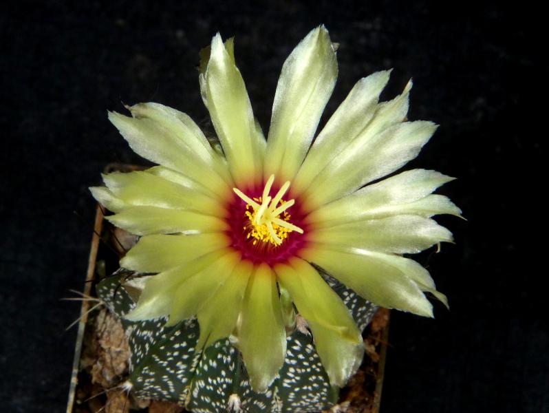 Plant with flower